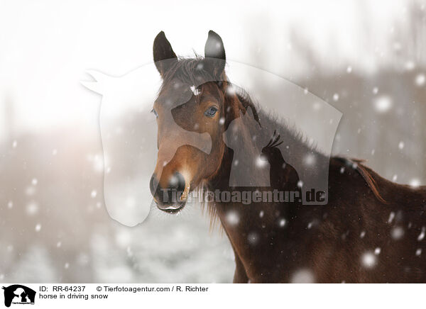 Pferd im Schneegestber / horse in driving snow / RR-64237