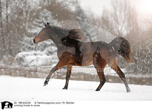rennendes Pferd im Schnee / running horse in snow / RR-64239