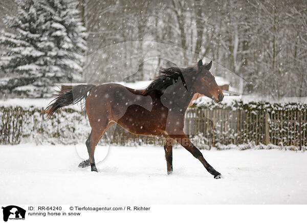 rennendes Pferd im Schnee / running horse in snow / RR-64240