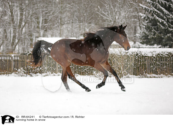 rennendes Pferd im Schnee / running horse in snow / RR-64241