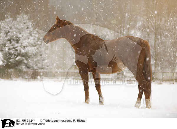 Pferd im Schneegestber / horse in driving snow / RR-64244