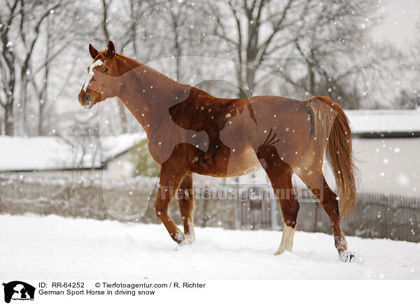 Deutsches Sportpferd im Schneegestber / German Sport Horse in driving snow / RR-64252