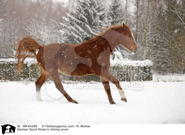 Deutsches Sportpferd im Schneegestber / German Sport Horse in driving snow / RR-64288