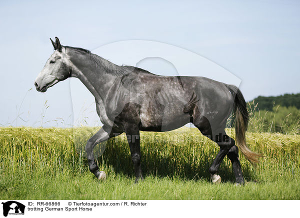 trotting German Sport Horse / RR-66866