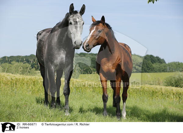 2 horses / RR-66871