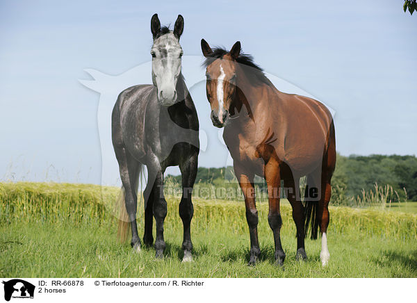 2 horses / RR-66878
