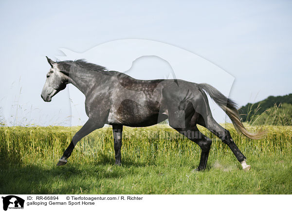 galoppierendes Deutsches Sportpferd / galloping German Sport Horse / RR-66894