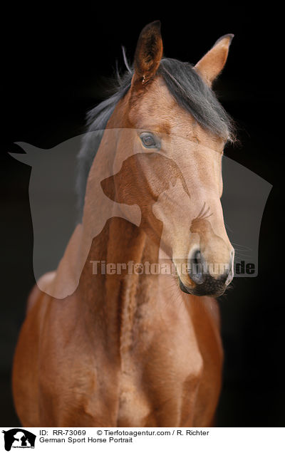 German Sport Horse Portrait / RR-73069