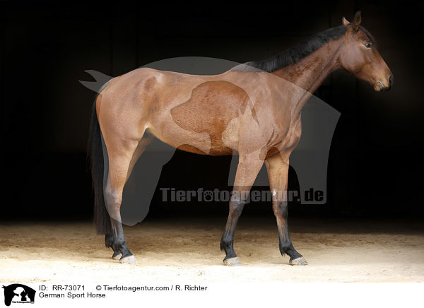 German Sport Horse / RR-73071
