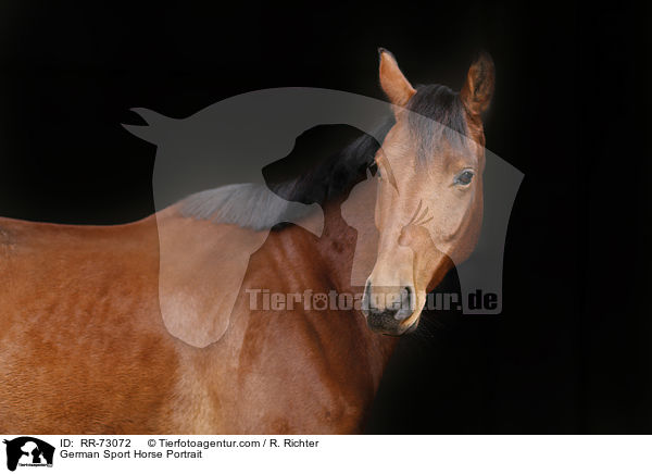 German Sport Horse Portrait / RR-73072