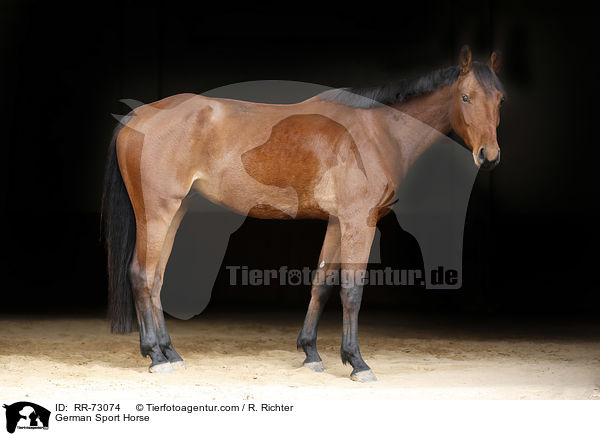 German Sport Horse / RR-73074