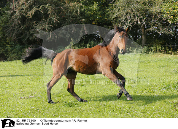 galloping German Sport Horse / RR-73100