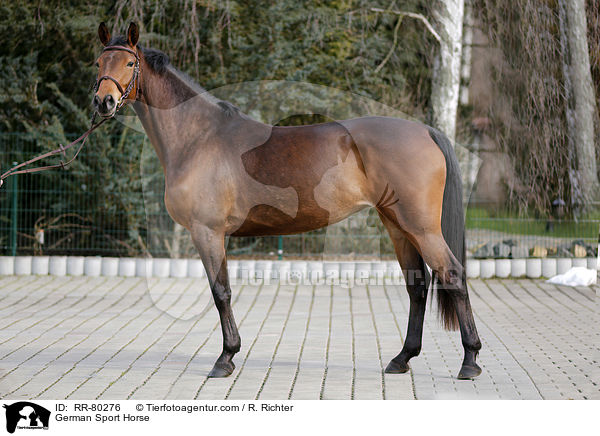 German Sport Horse / RR-80276