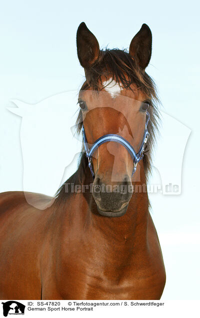 German Sport Horse Portrait / SS-47820