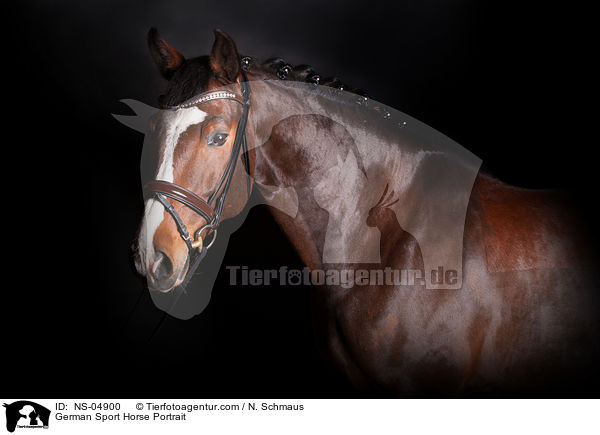 Deutsches Sportpferd Portrait / German Sport Horse Portrait / NS-04900