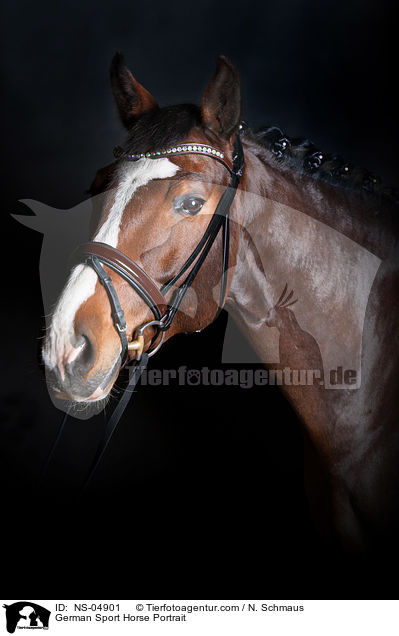 Deutsches Sportpferd Portrait / German Sport Horse Portrait / NS-04901