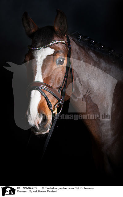 Deutsches Sportpferd Portrait / German Sport Horse Portrait / NS-04902