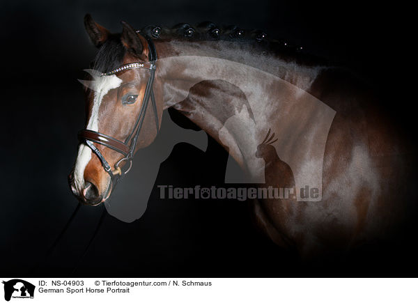 Deutsches Sportpferd Portrait / German Sport Horse Portrait / NS-04903