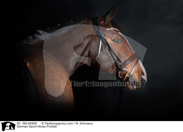 Deutsches Sportpferd Portrait / German Sport Horse Portrait / NS-04909