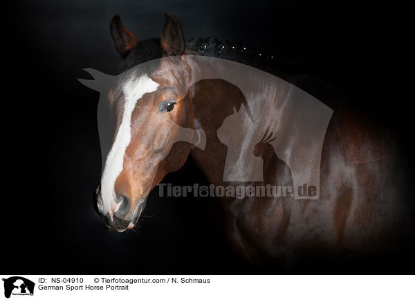 Deutsches Sportpferd Portrait / German Sport Horse Portrait / NS-04910
