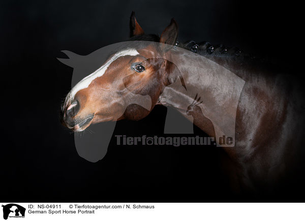 Deutsches Sportpferd Portrait / German Sport Horse Portrait / NS-04911