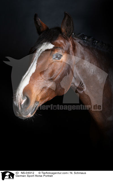 Deutsches Sportpferd Portrait / German Sport Horse Portrait / NS-04912
