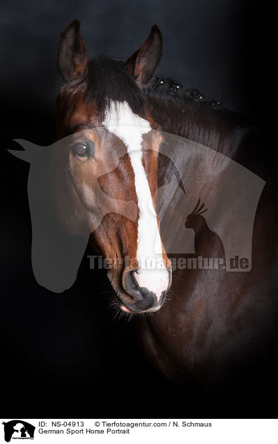 Deutsches Sportpferd Portrait / German Sport Horse Portrait / NS-04913
