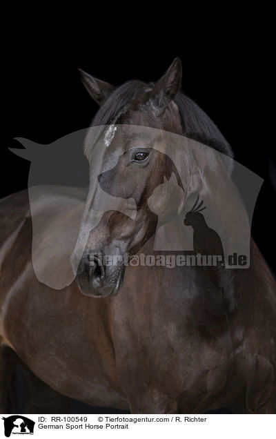 Deutsches Sportpferd Portrait / German Sport Horse Portrait / RR-100549