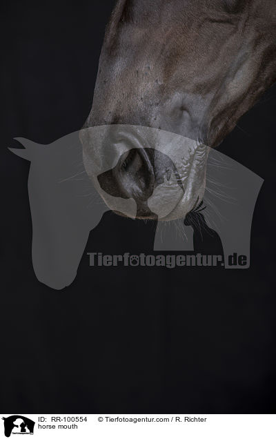 Pferdemaul / horse mouth / RR-100554