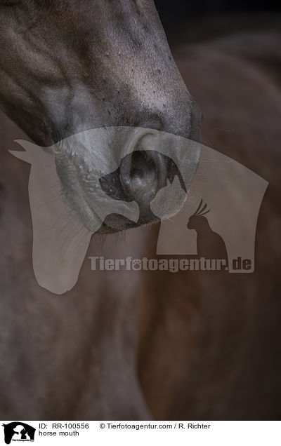 Pferdemaul / horse mouth / RR-100556