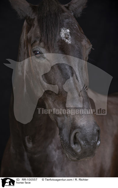 Pferdegesicht / horse face / RR-100557