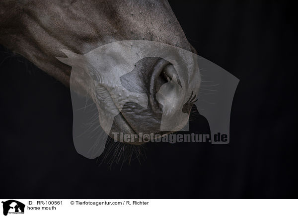 Pferdemaul / horse mouth / RR-100561
