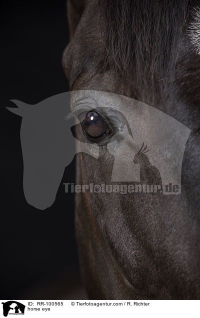 Pferdeauge / horse eye / RR-100565