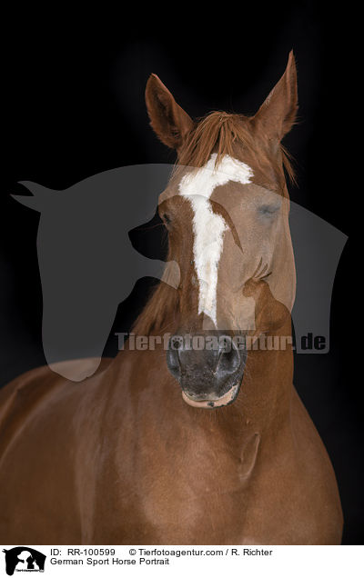 Deutsches Sportpferd Portrait / German Sport Horse Portrait / RR-100599