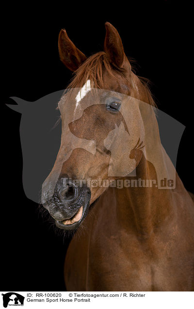 German Sport Horse Portrait / RR-100620