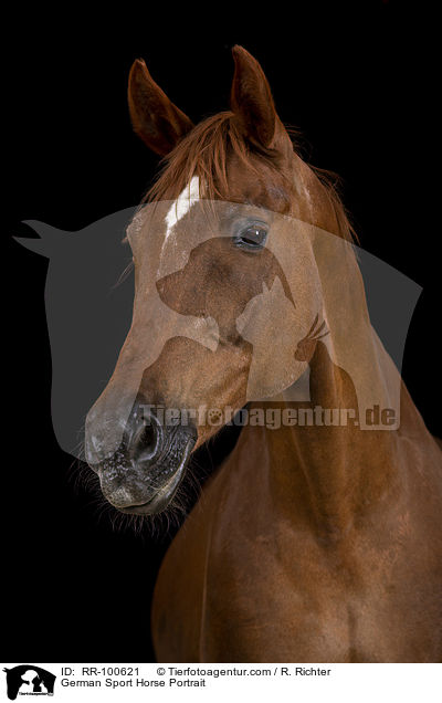 German Sport Horse Portrait / RR-100621