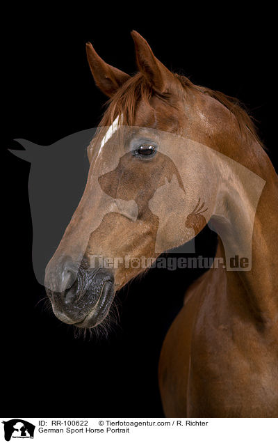 German Sport Horse Portrait / RR-100622