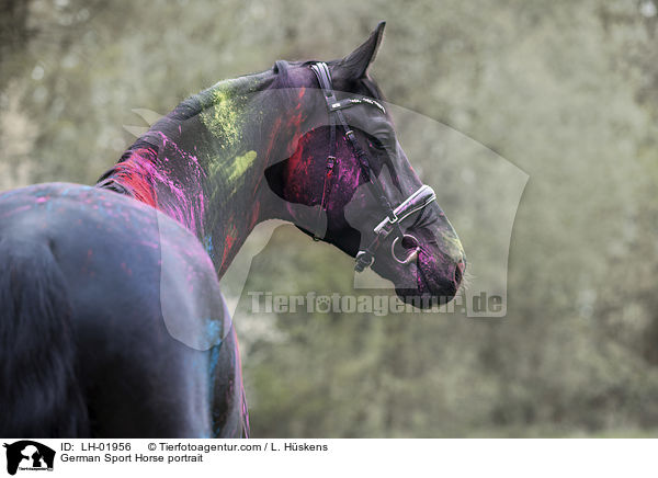 Deutsches Sportpferd  Portrait / German Sport Horse portrait / LH-01956