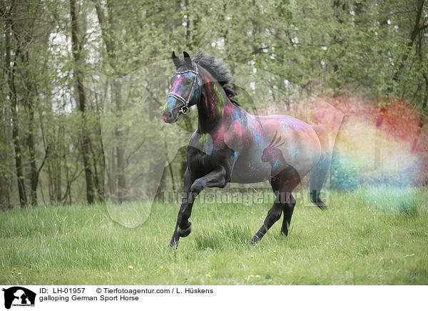 galloping German Sport Horse / LH-01957