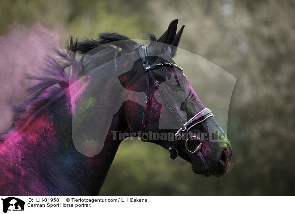 German Sport Horse portrait / LH-01958