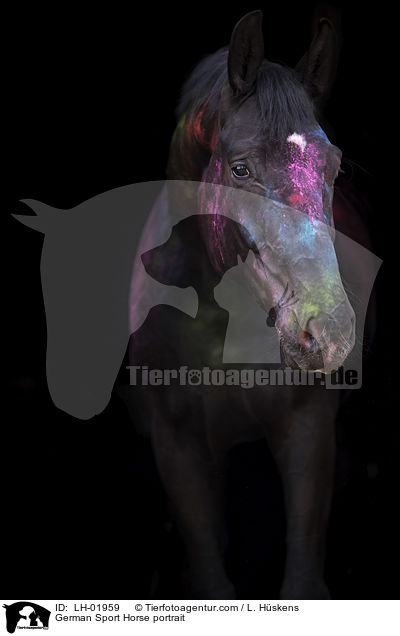 German Sport Horse portrait / LH-01959