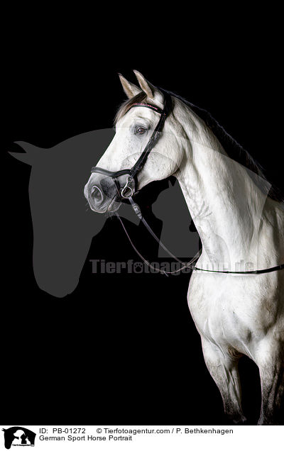 German Sport Horse Portrait / PB-01272