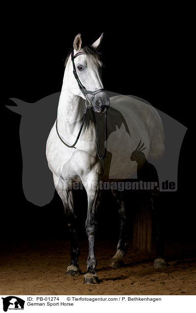German Sport Horse / PB-01274