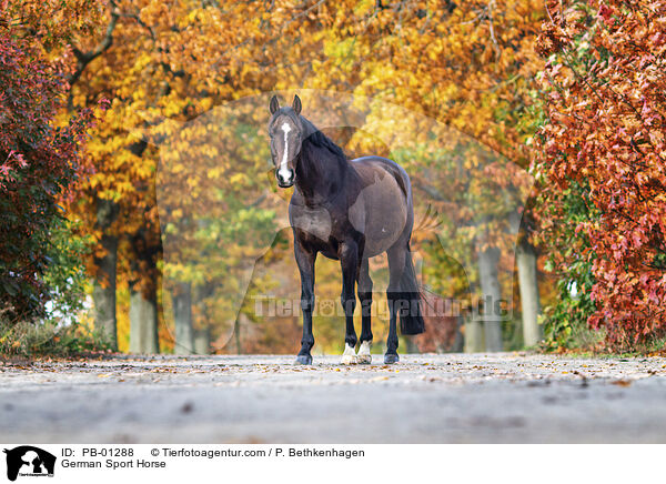 German Sport Horse / PB-01288