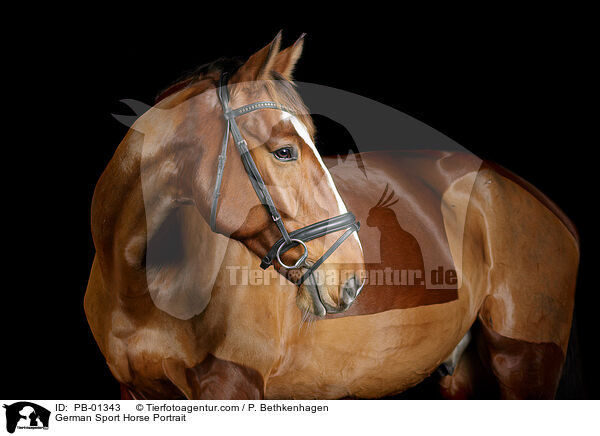 German Sport Horse Portrait / PB-01343
