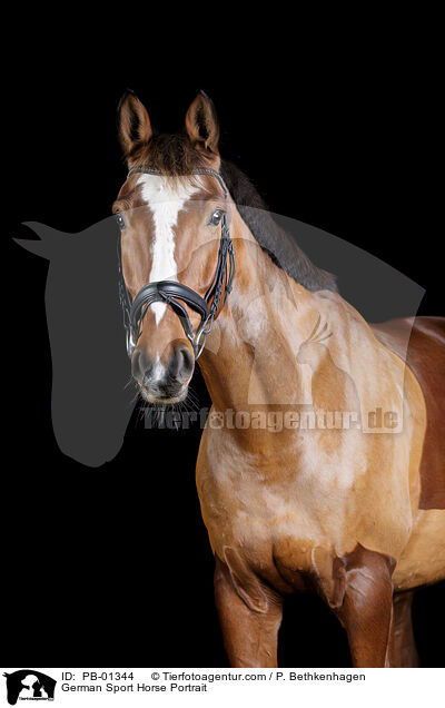 German Sport Horse Portrait / PB-01344