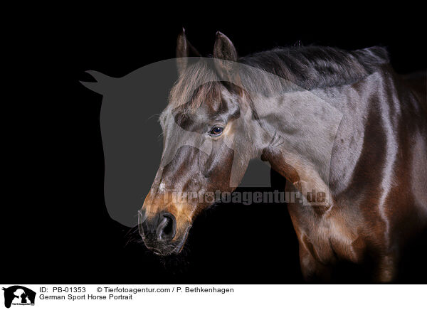 German Sport Horse Portrait / PB-01353