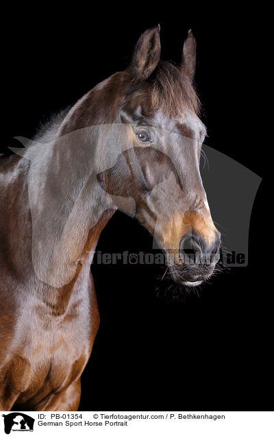 German Sport Horse Portrait / PB-01354