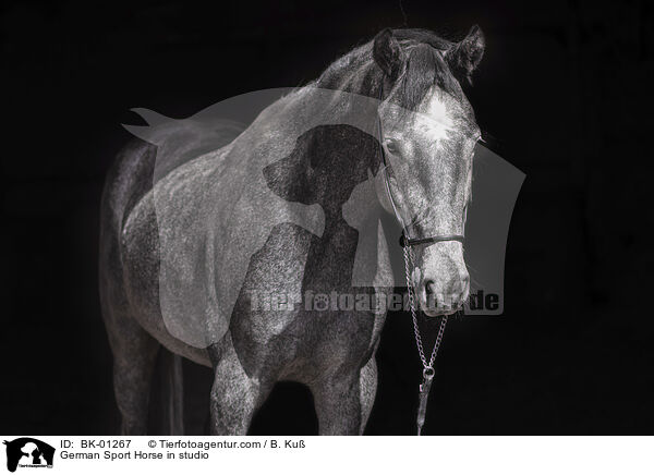German Sport Horse in studio / BK-01267