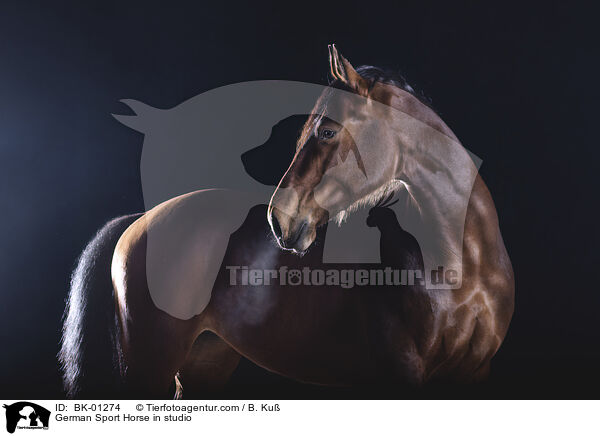 German Sport Horse in studio / BK-01274